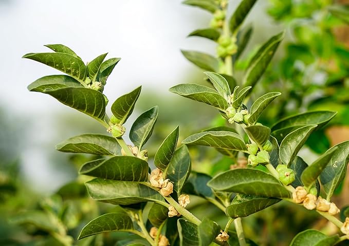 Food to Live Organic Ashwagandha Root Powder, 8 Ounces - Non-GMO, Finely Ground Indian Ginseng, Pure, Raw, Vegan. Easy to Mix. Adaptogenic Herb.