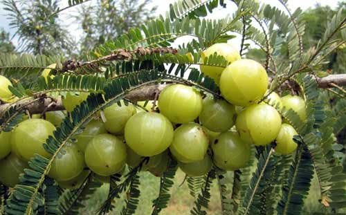 Amla & Beyond™ (Nisa Amalaki) Dr. Gumman's Clinical Grade Highest Potency Maximum Bioavailability